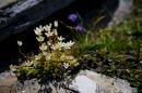 nature alpine 039 * 4368 x 2912 * (5.42MB)